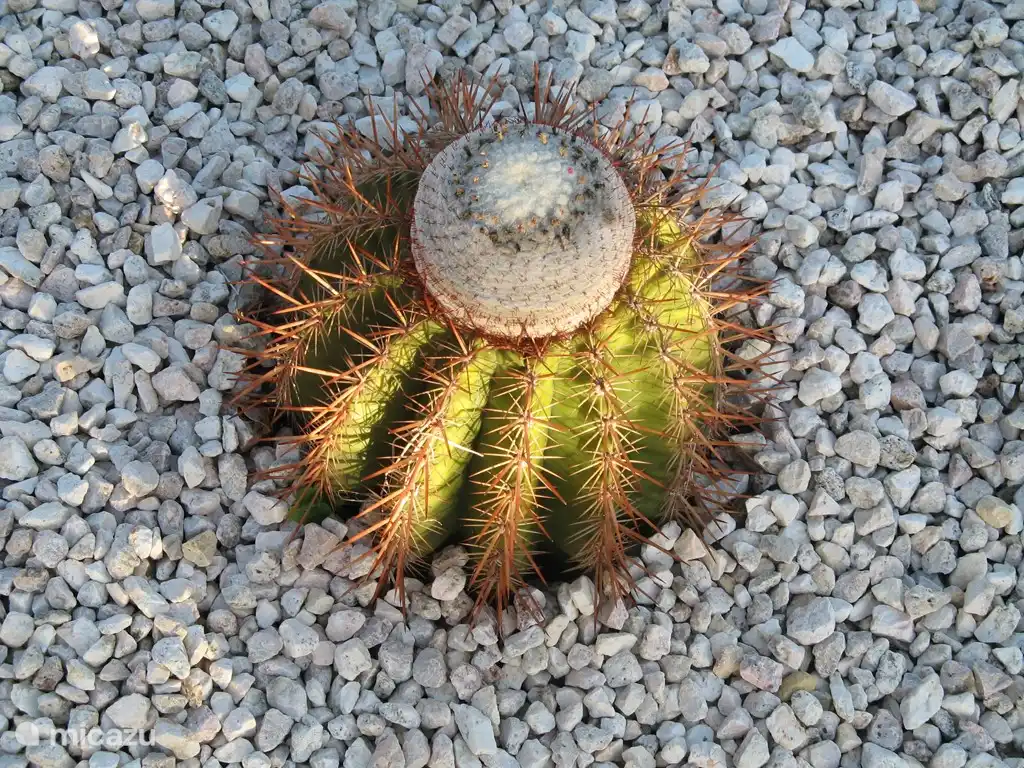 Cactus