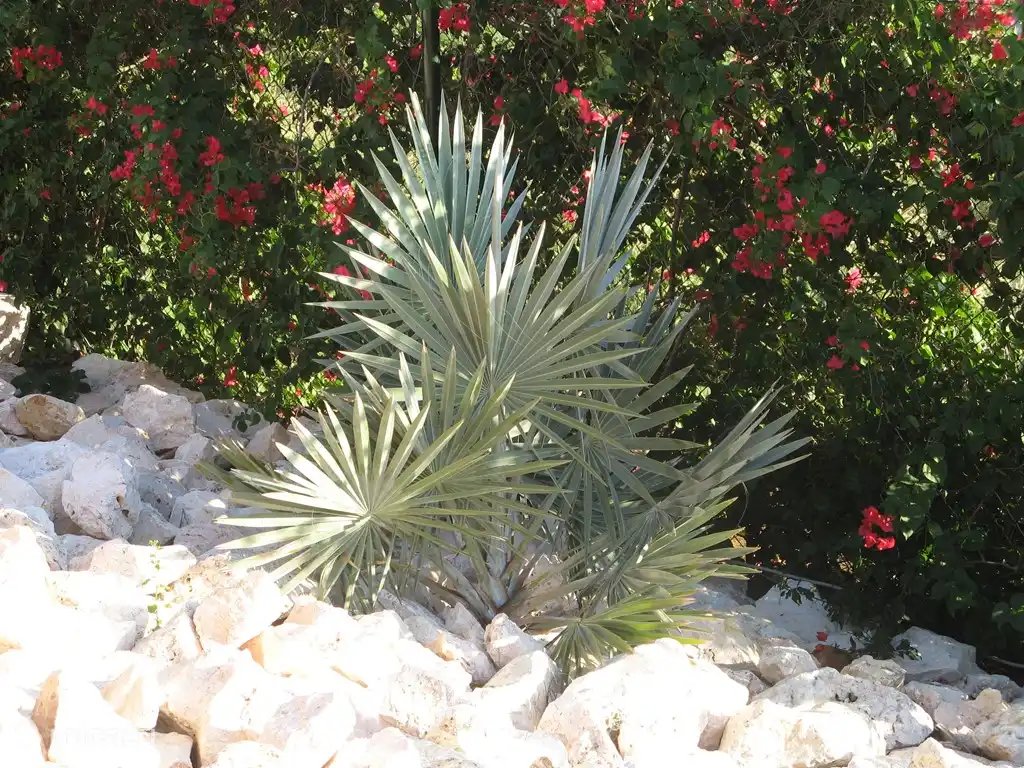 La cour avec les fleurs en fleurs