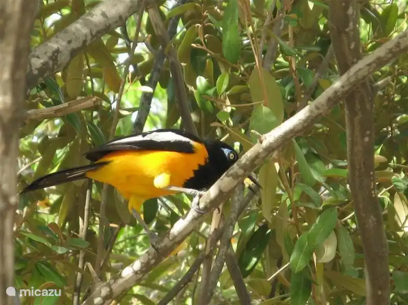 Le Trupial est l'une des nombreuses espèces d'oiseaux qui ornent le jardin.
