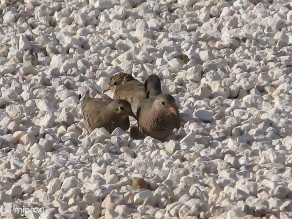 Le mignon Totolika (le pigeon terrestre).