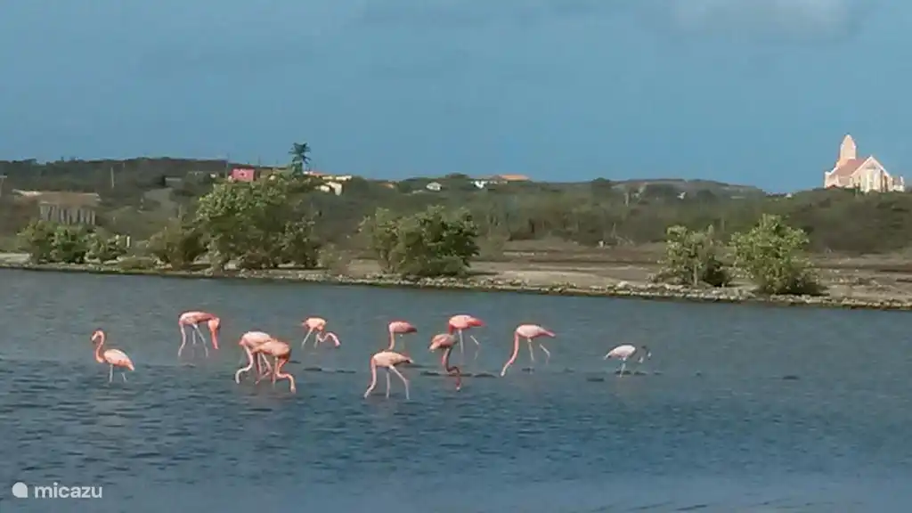 Les marais salants de Jan Kok, St. Willibrordus, abritent la colonie de flamants roses de Curaçao.