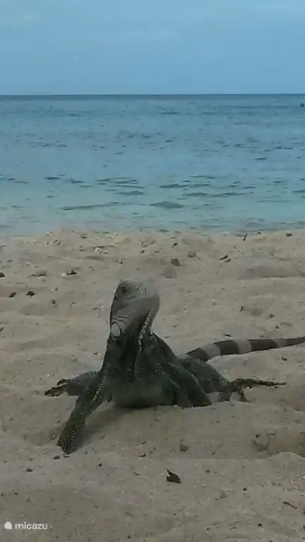 Cet Iguane vient vous tenir compagnie sur la plage de Porto Mari.