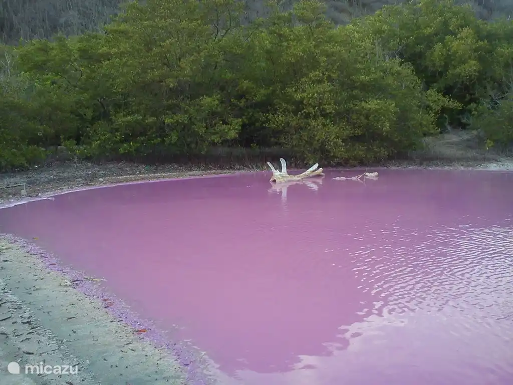 Mare rose à la plage de Santa Cruz.