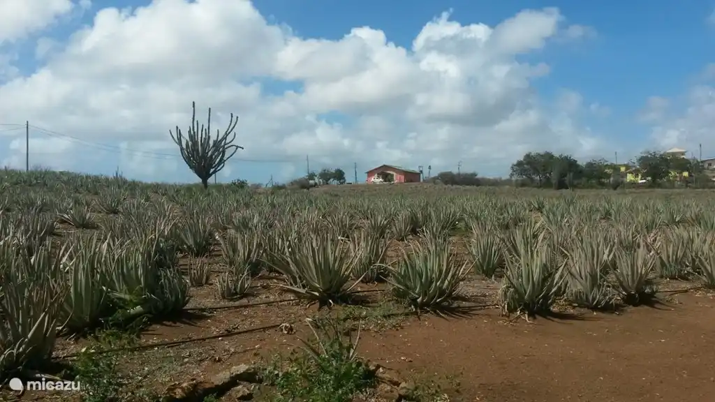 La plantation d'Aloe Vera sur le chemin de Fuik.