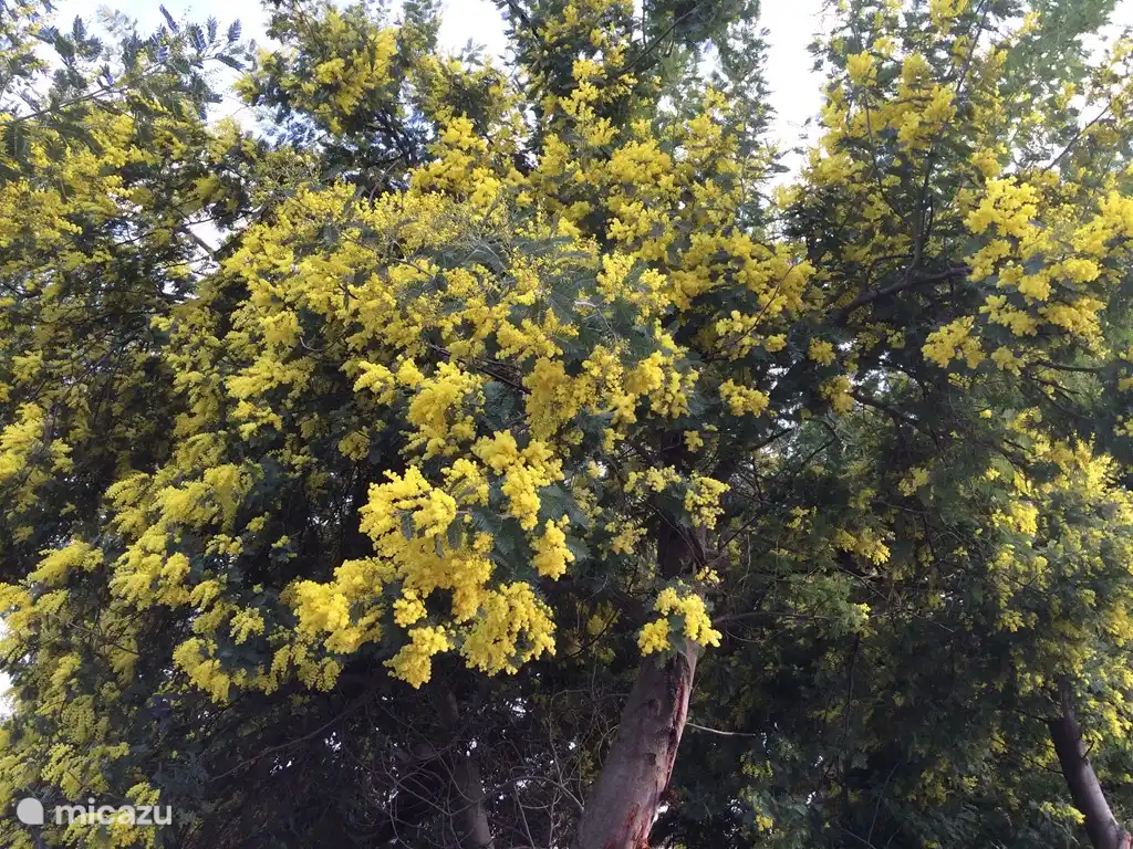 Mimose