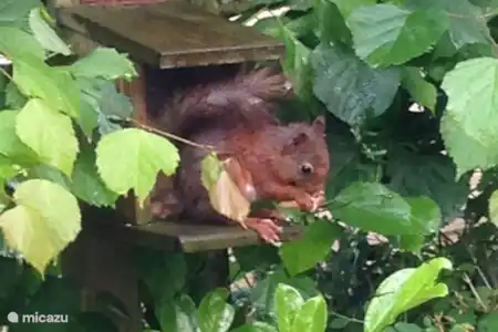 Vakantiehuis Nederland, Gelderland, Ermelo boerderij Veluwerijck 14 foto vanuit keuken genomen