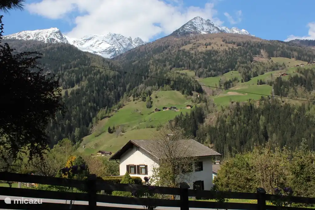 Zwei Tannen