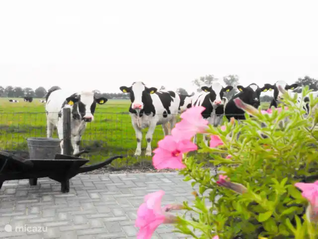 het Assenhoekje | Pays-Bas, Overijssel, Den Ham - maison de vacances