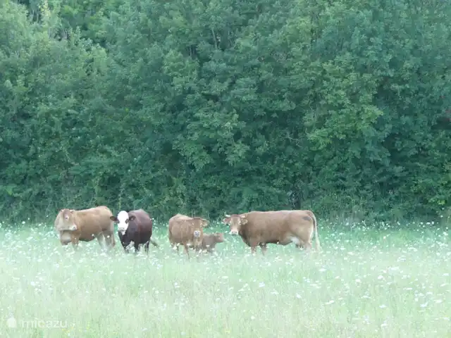 Wandelen, Frankrijk, Lot, Frayssinet, gîte / cottage Les Combes - 10 personen