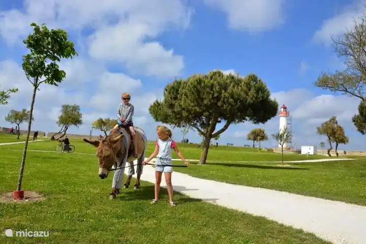 The donkeys that are the island's mascot.