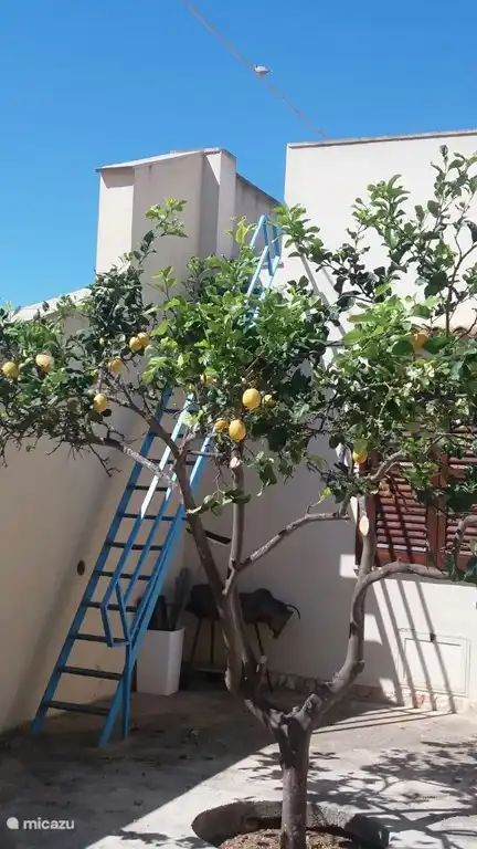Lunaria, der Zitronenbaum im Hinterhof