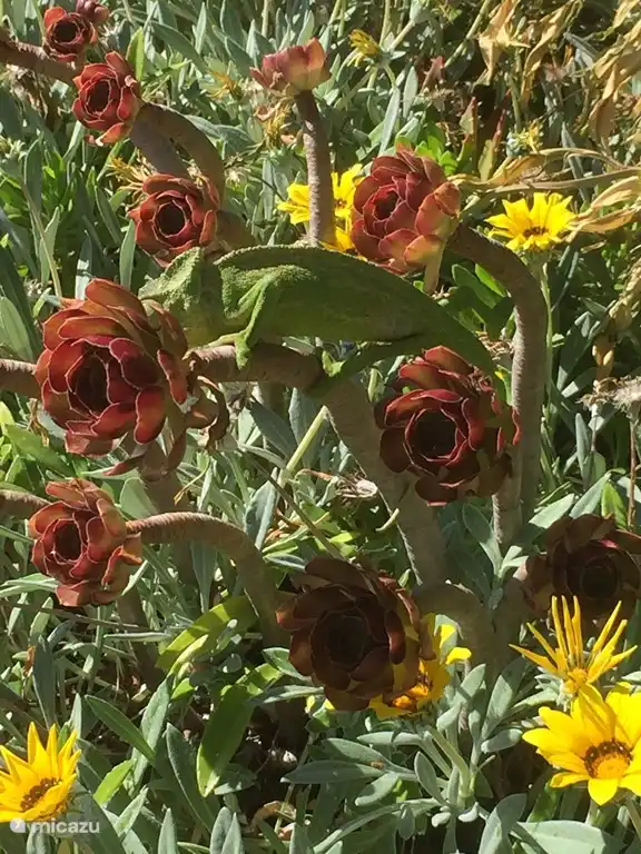 Cam&#233;l&#233;on, esp&#232;ce rare et prot&#233;g&#233;e dans notre jardin !