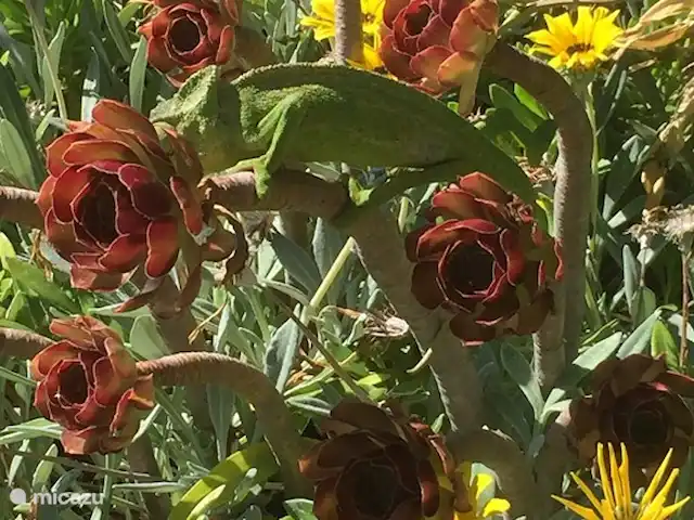 Casa Palmeira, Casa Geco | Portugal, Algarve, Moncarapacho - finca Caméléon, espèce rare et protégée dans notre jardin !