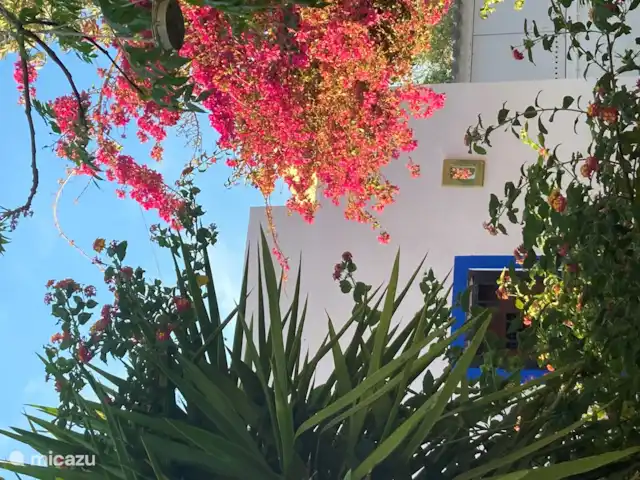 Casa Palmeira, Casa Geco | Portugal, Algarve, Moncarapacho - finca Printemps.
