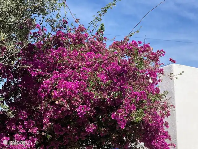 Casa Palmeira, Casa Geco | Portugal, Algarve, Moncarapacho - finca Bugainvillée