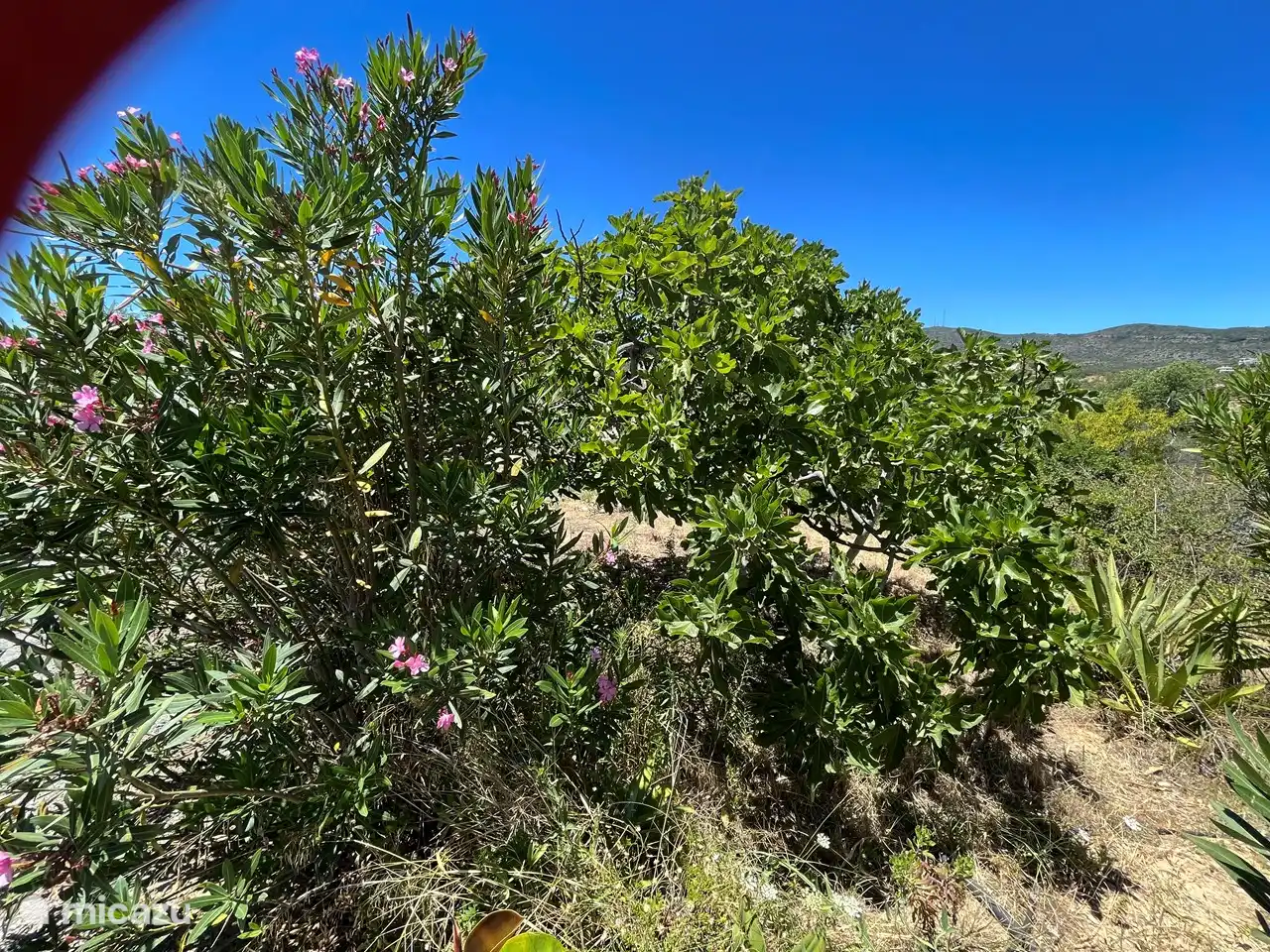 Laurier rose et figuier