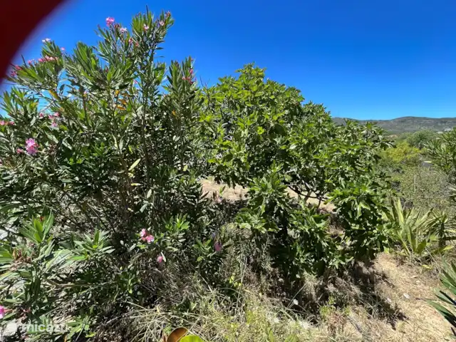 Casa Palmeira, Casa Geco | Portugal, Algarve, Moncarapacho - finca Laurier rose et figuier