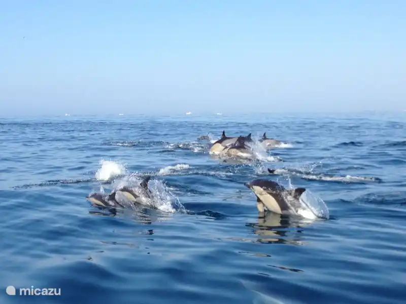 Rep&#233;rez les dauphins au large de Fuseta.