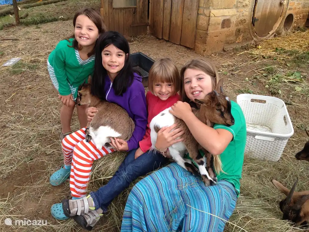 Das Spielen mit dei ZiegenPlaying with the goats