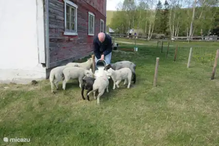 Vakantiehuis Noorwegen, Oppland, Lora vakantiehuis Gårdsros Lammetjes voeren