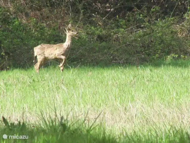 Location de Vacances France, Cher, Vesdun, maison de vacances - Gîte Jardin de Jauny beaucoup de cerfs dans la région