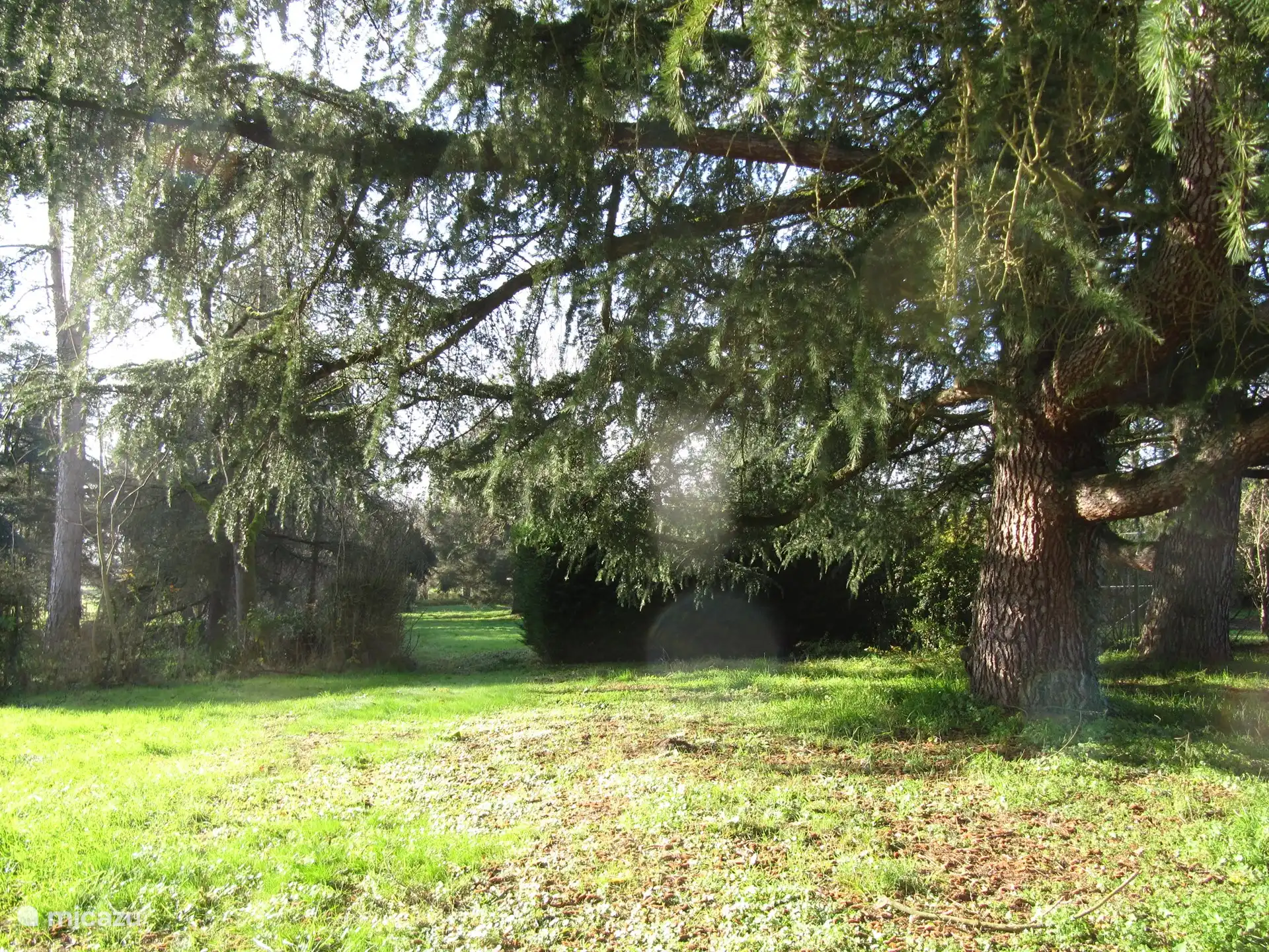 the garden where you can find shade under large trees for the hot days.