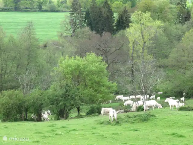 Location de Vacances France, Cher, Vesdun, maison de vacances - Gîte Jardin de Jauny les environs, avec des collines romantiques