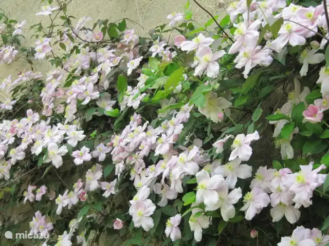 Location de Vacances France, Cher, Vesdun, maison de vacances - Gîte Jardin de Jauny le jardin