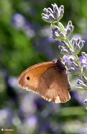 lots of butterflies in the garden