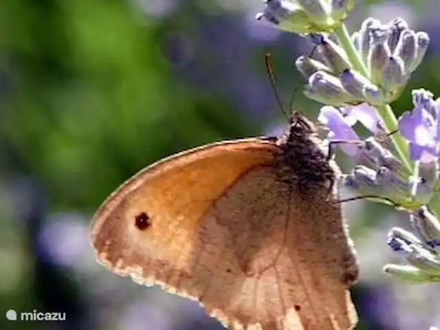 Location de Vacances France, Cher, Vesdun, maison de vacances - Gîte Jardin de Jauny beaucoup de papillons dans le jardin