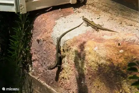 .. and lightning fast lizards