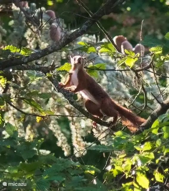 squirrels in the garden