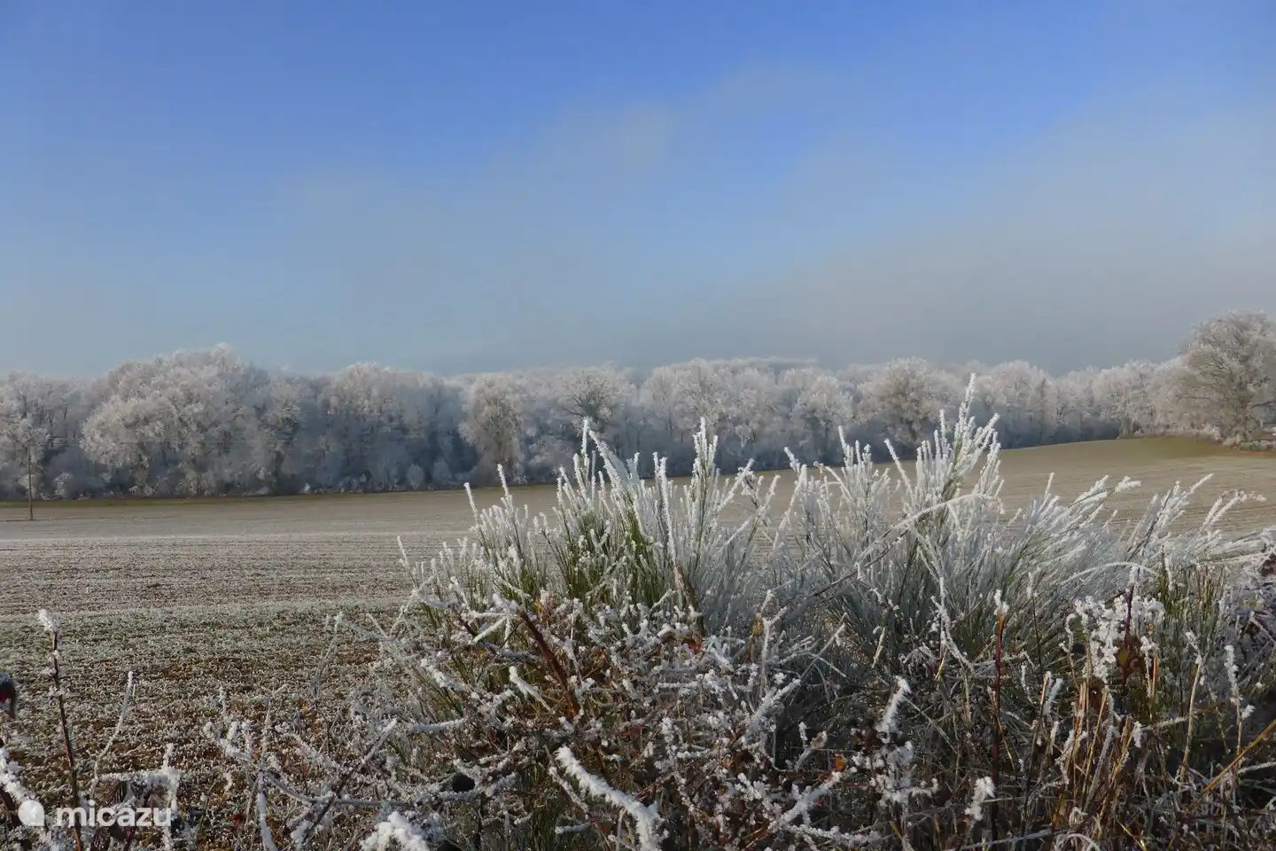 the area around the house