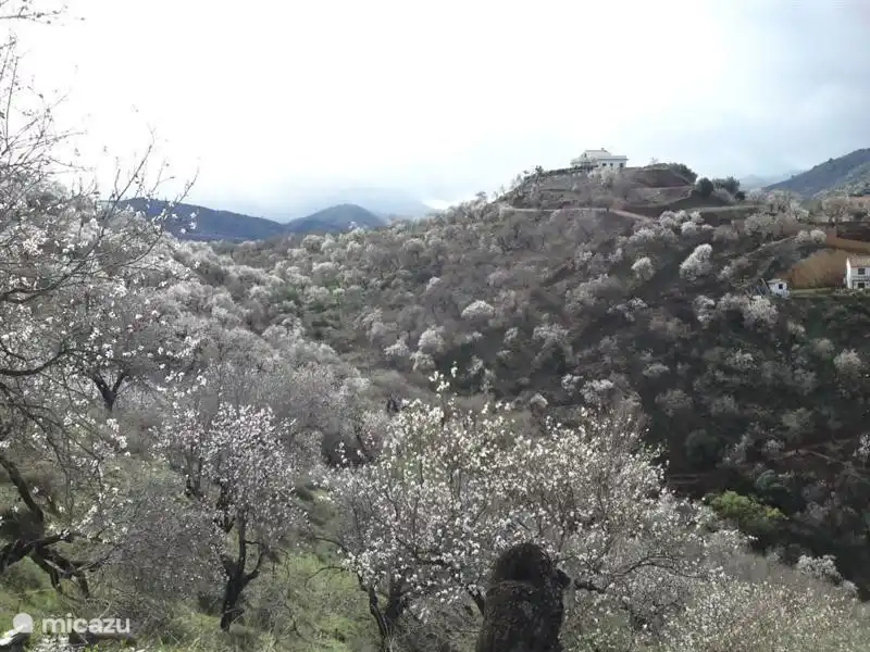 Die Mandelblüte, die im zeitigen Frühling austreibt.
Das ganze Tal ist dann weiß.
