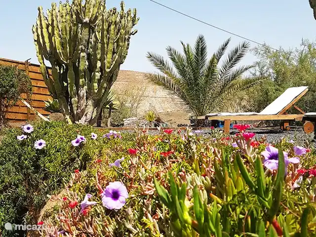 vakantiehuis huren in Spanje, Lanzarote, Tabayesco – El Chafariz Bloemen in de tuin