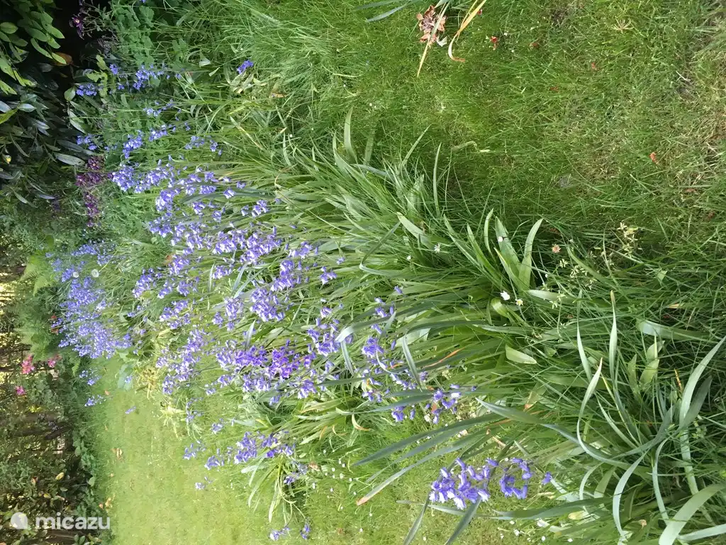 Every spring, the garden turns blue from all blue bells
