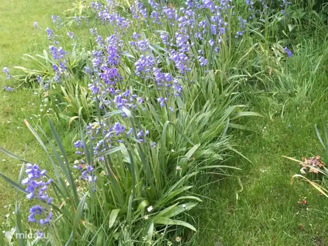 Huis aan het water: de Protter huren in Nederland, Friesland, Idskenhuizen - vakantiehuis Elk voorjaar kleurt de tuin blauw van alle wilde hyancinten