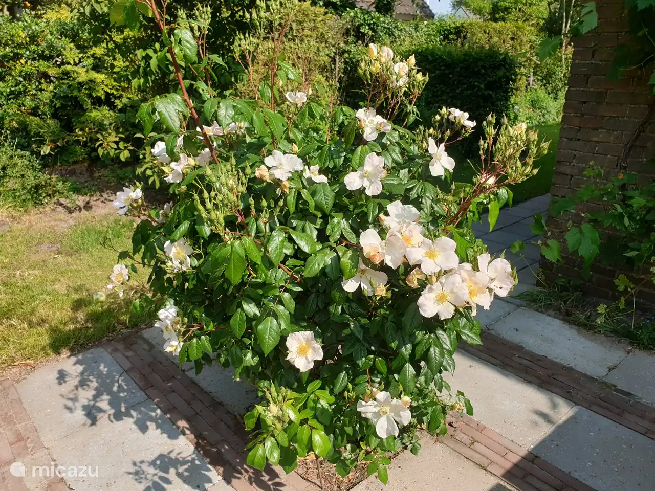The rose on the terrace blooms all summer