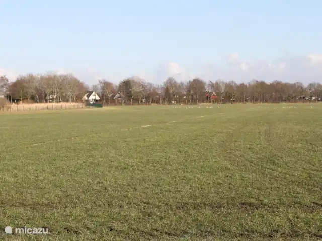 Huis aan het water: de Protter huren in Nederland, Friesland, Idskenhuizen - vakantiehuis Zicht op de huizen langs de Lytse Mar. Ons huis ligt verscholen achter de bomen tussen het witte en het rode huis. Het is heerlijk om geen overburen te hebben maar een weiland waar in het seizoen dikwijls ganzen overnachten.