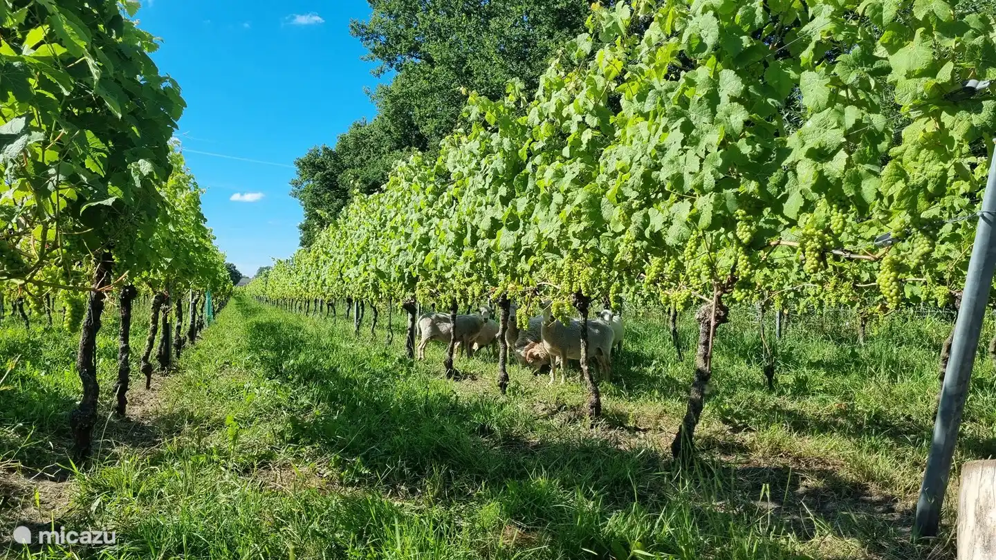 A nice trip to the vineyard in Sint Nicolaasga: Wijndomein de Heideplaats. You can get a tour and wine tasting. Sheep graze between the vines to keep the grass short between the vines.
