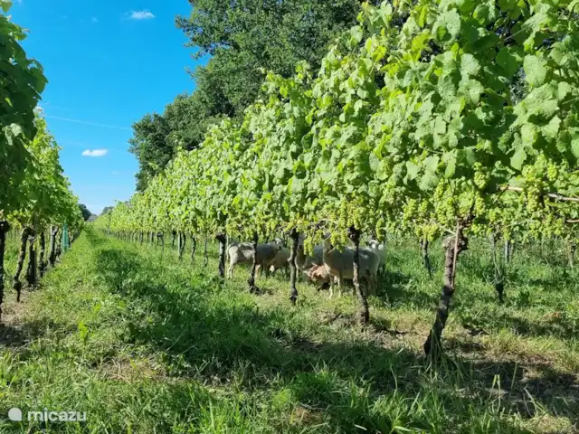Huis aan het water: de Protter huren in Nederland, Friesland, Idskenhuizen - vakantiehuis Een leuk uitstapje in de wijngaard in Sint Nicolaasga: Wijndomein de Heideplaats. Je kunt een rondleiding krijgen en wijn proeven. Om het gras kort te houden tussen de wijnstruiken grazen er schapen tussen de wijnranken door.
