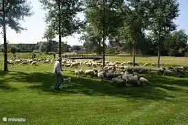 Schafherde Winterquartier!