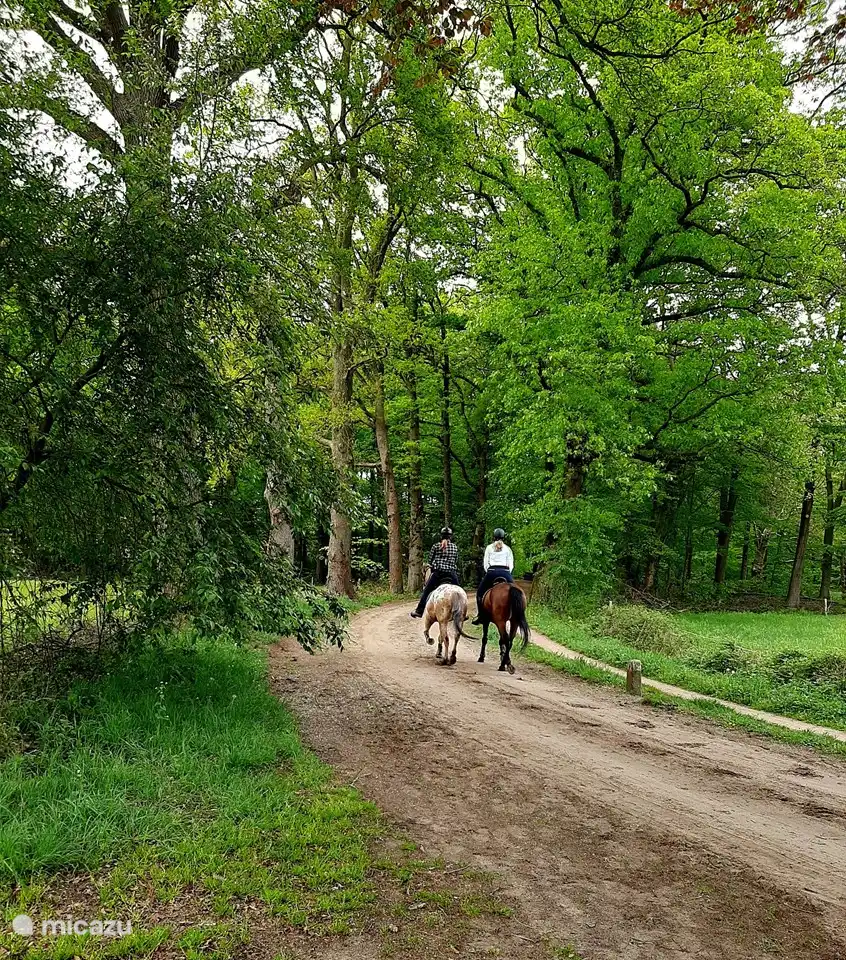 Sandweg beim Haus Boszicht. Hier können Sie zu 't Hilgelo gehen!