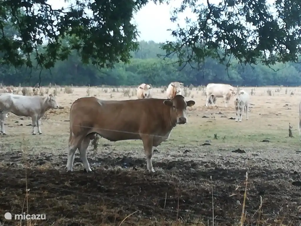 Das können Sie auch bei Landgoed Mentink sehen!
