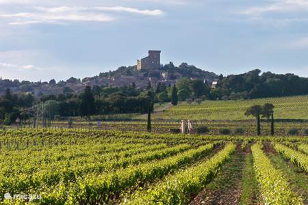 Wijn in Provence en de Luberon
