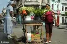 Supporters Star Santeria buys flowers on the street