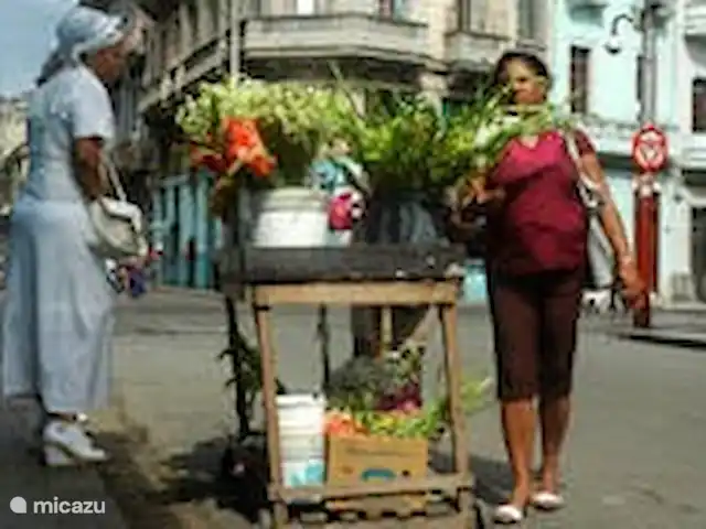 Location de Vacances Cuba, Occidental, La Havane, maison de ville - Casa La Havane - casa Guantanamera Un partisan de la Santeria achète des fleurs dans la rue