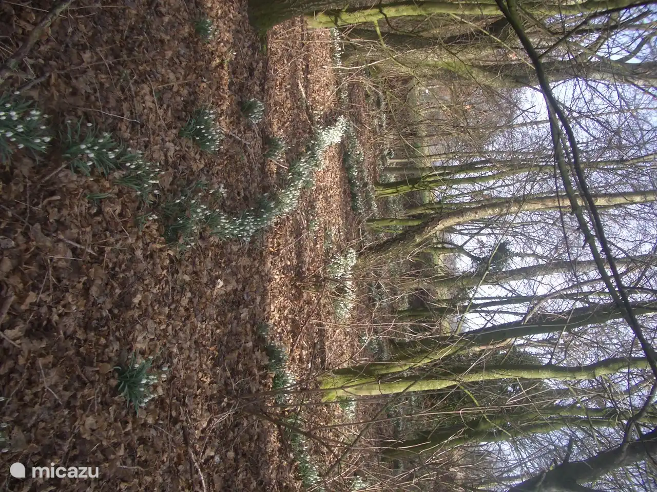 Im Februar blühen im Niederwald tausende von Schneeglöckchen.