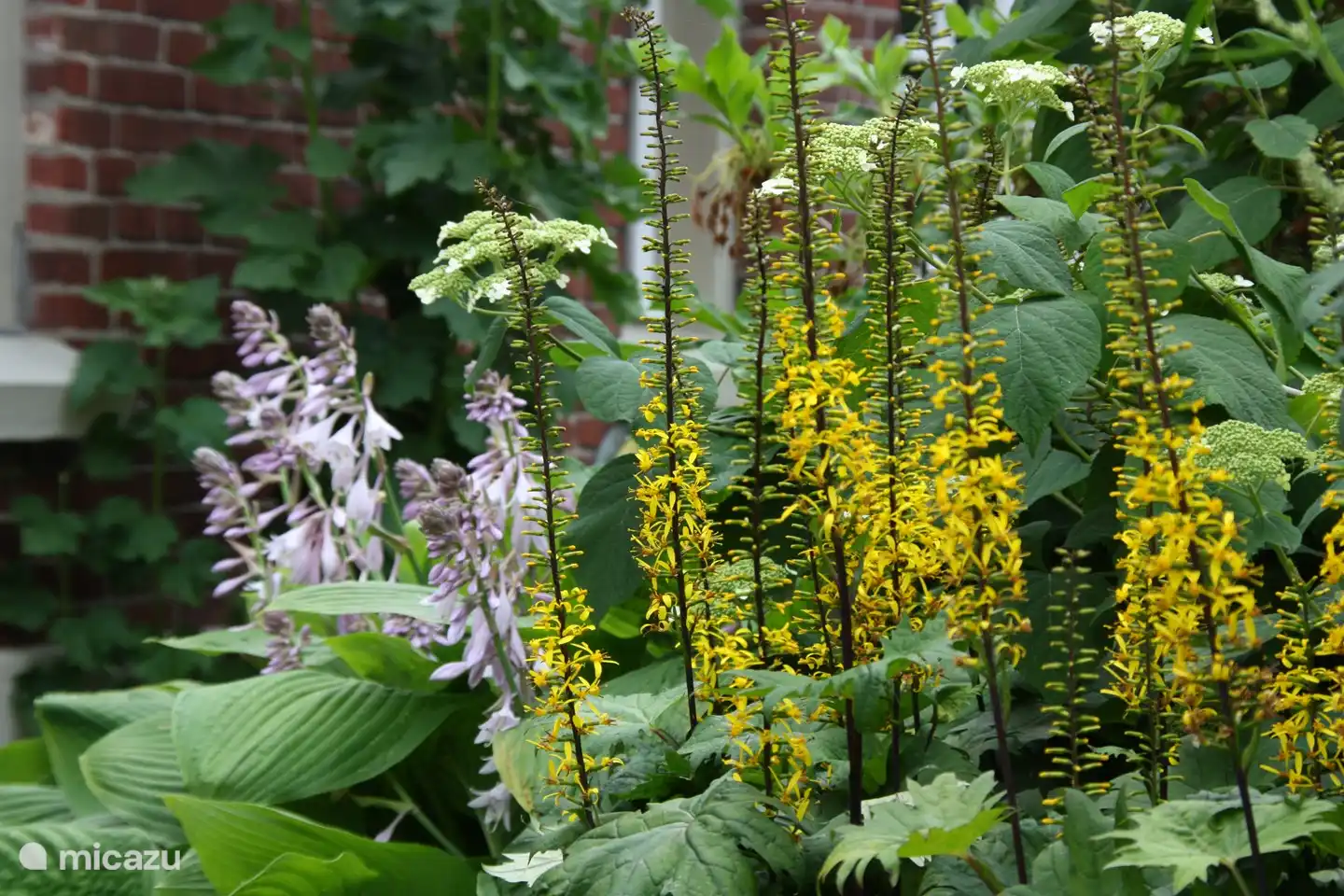 Ligularia przewalski