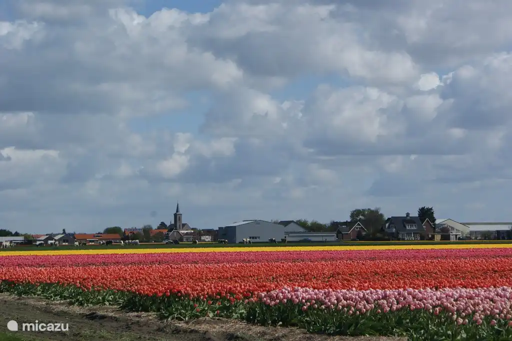Die Zwiebelregion ist im Frühling sehr schön.